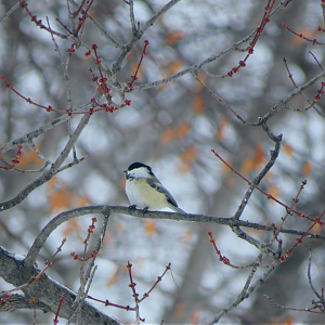 Black-capped Chickadee