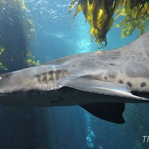 Leopard shark - Kelp forest [2015]