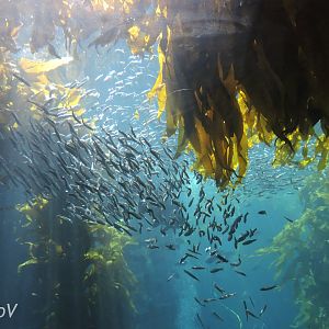 Kelp forest [2015]