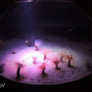 Tube anemone [2015]