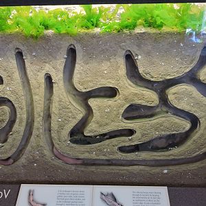 Worm and shrimp tank [2015]