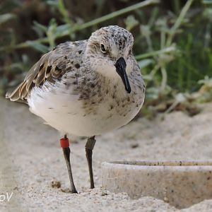 Semipalmated sandpiper [2015]