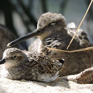Sandpiper and willet [2015]