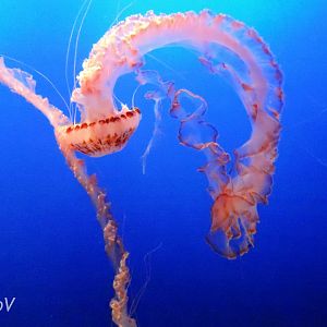 Purple-striped jelly [2015]