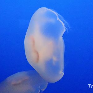Moon jellyfish [2015]