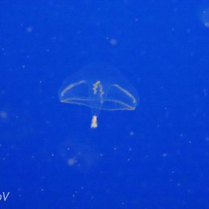 Eutonina indicans [2015]