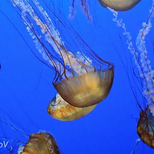 Pacific sea nettle [2015]