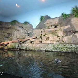 Puffin exhibit [2015]