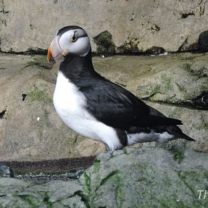 Horned puffin [2015]