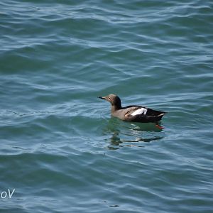 Wild pigeon guillemot [2015]