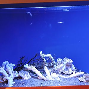 Mimic octopus tank [2015]
