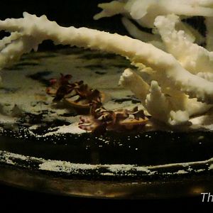 Flamboyant cuttlefish [2015]