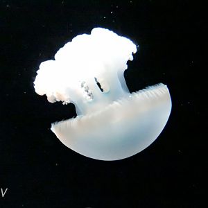 Jelly blubber [2015]