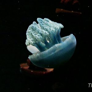 Jelly blubber [2015]