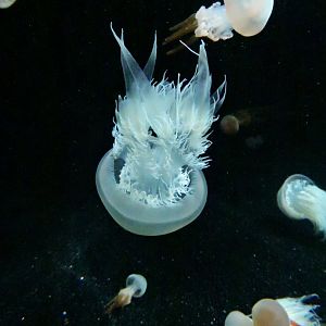 [ID] Jellyfish [2015]