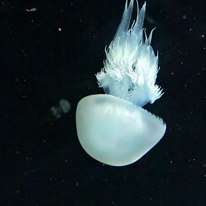 [ID] Jellyfish [2015]