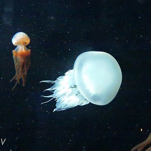 [ID] Jellyfish [2015]