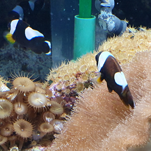 Saddleback Clownfish