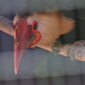 Male Mindanao Wrinkled Hornbill