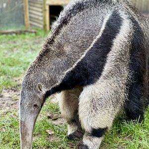 Basil the anteater