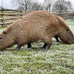 Two-headed capybara