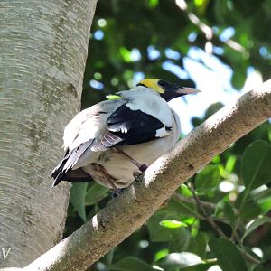 Wattled Starling [2015]