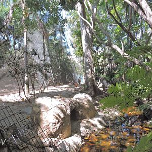 Indian muntjac exhibit [2015]