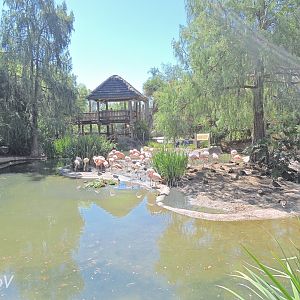 Flamingo exhibit [2015]