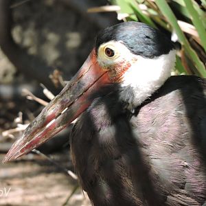 Storm's stork [2015]