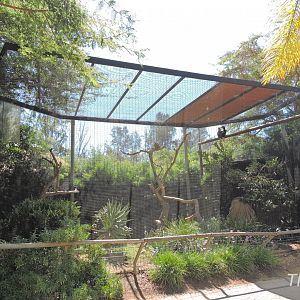 Knobbed hornbill aviary [2015]