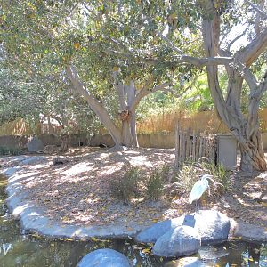 Yellow-backed duiker exhibit [2015]