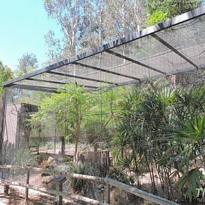 White-fronted bee-eater exhibit [2015]