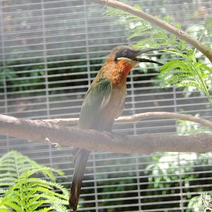White-fronted bee-eater [2015]