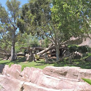 Gorilla exhibit [2015]