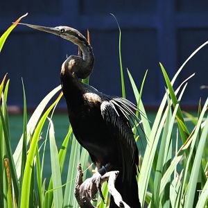 African darter [2015]