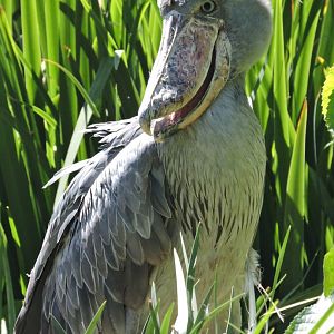 Shoebill [2015]
