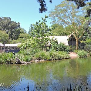 Shoebill island [2015]