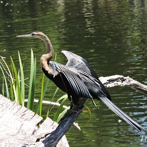 African darter [2015]