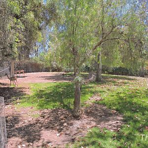 Gerenuk exhibit [2015]