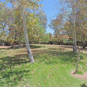 Gerenuk exhibit [2015]
