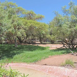 White stork exhibit [2015]