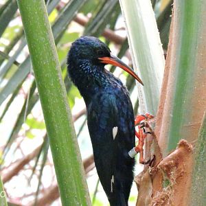 Green wood hoopoe [2015]