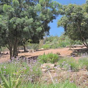 Bontebok exhibit [2015]