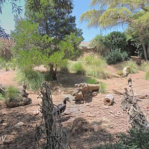 Abyssinian ground hornbill exhibit [2015]