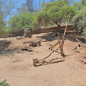 Warthog and bat-eared fox exhibit [2015]