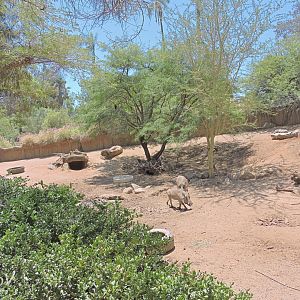 Warthog and bat-eared fox exhibit [2015]
