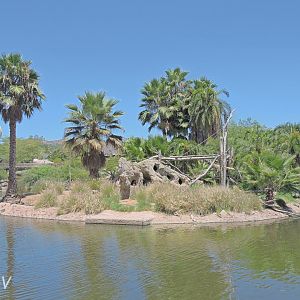 Colobus island [2015]