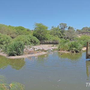 Flamingoes - African Outpost [2015]