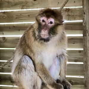 Barbary macaque, Sisi