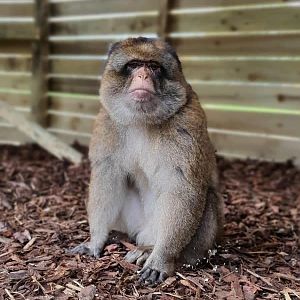 Barbary macaque, Adao